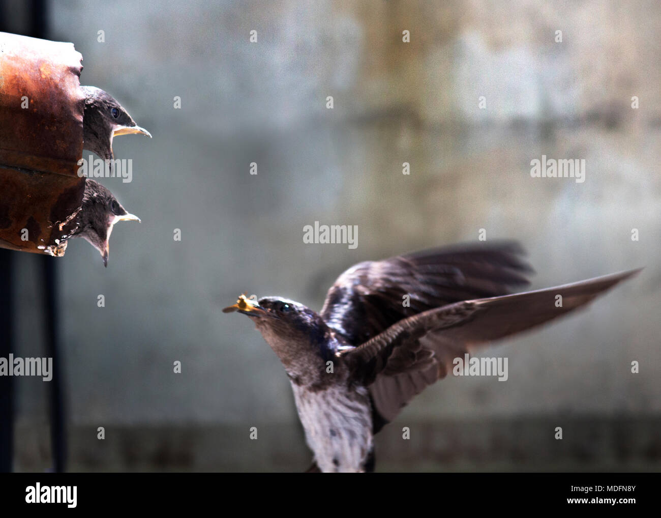 Swallow con pulcini, con un insetto nel becco Foto Stock