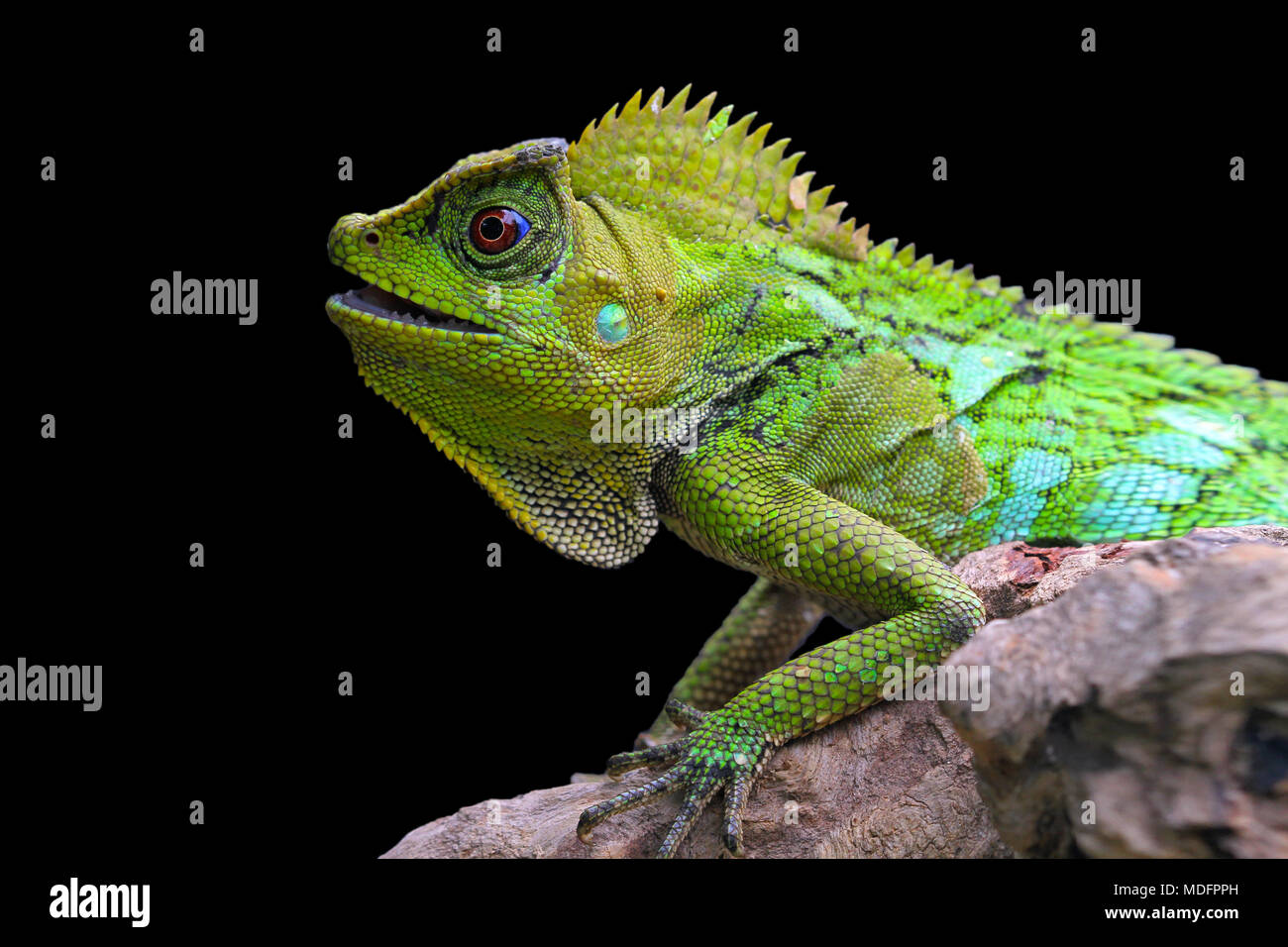 Ritratto di un camaleonte Foto Stock