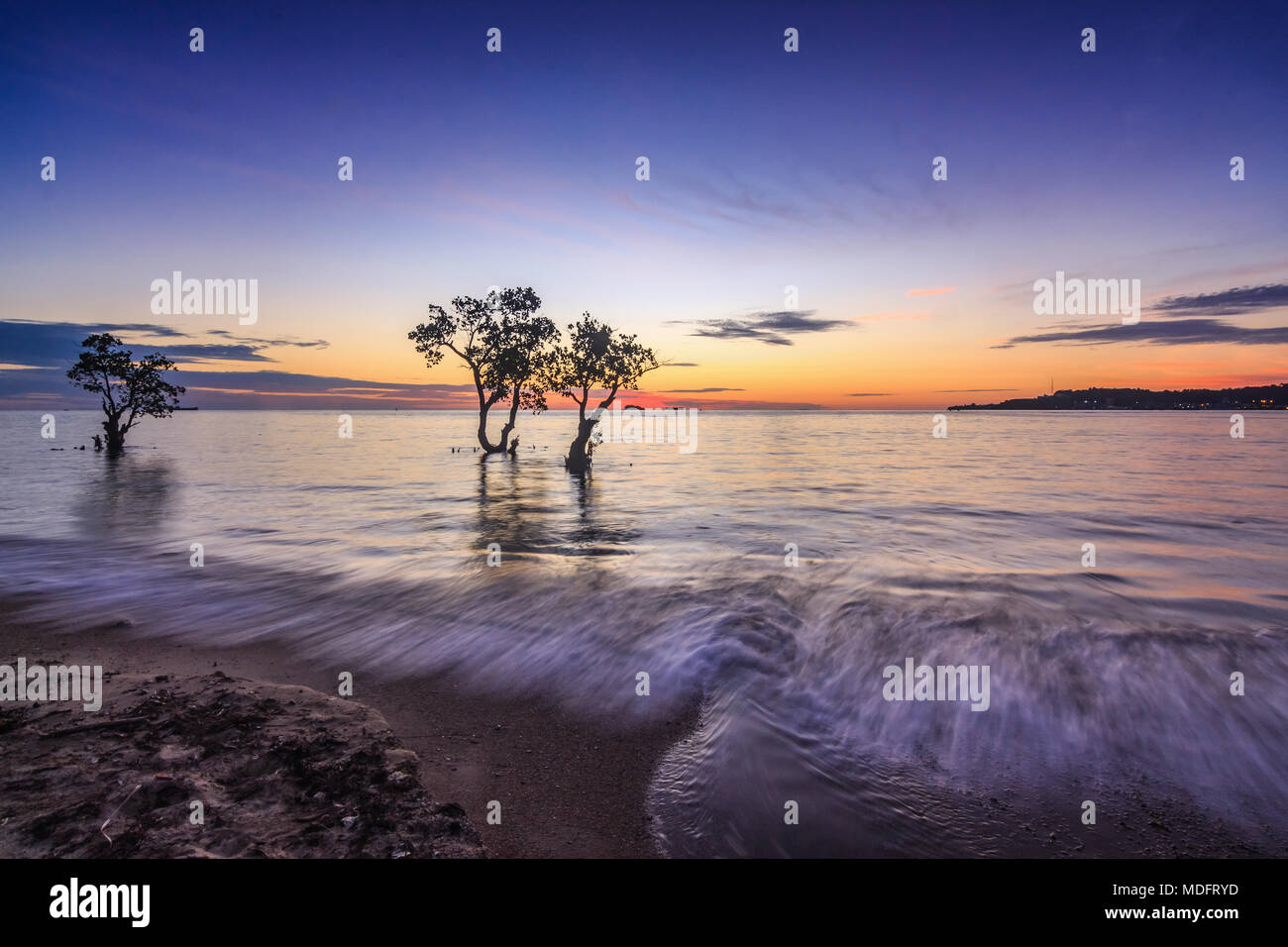 Alberi in una mangrovia, Nirwana Beach, Padang, Sumatra Occidentale, Indonesia Foto Stock