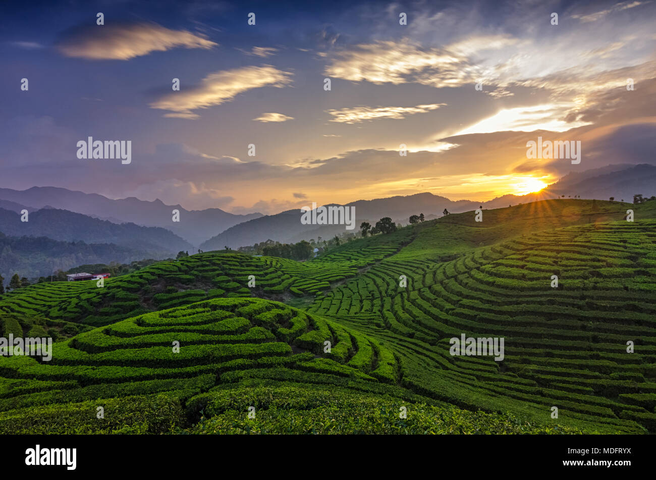 Piantagione di tè al tramonto, Alahan Panjang, Sumatra occidentale, Indonesia Foto Stock