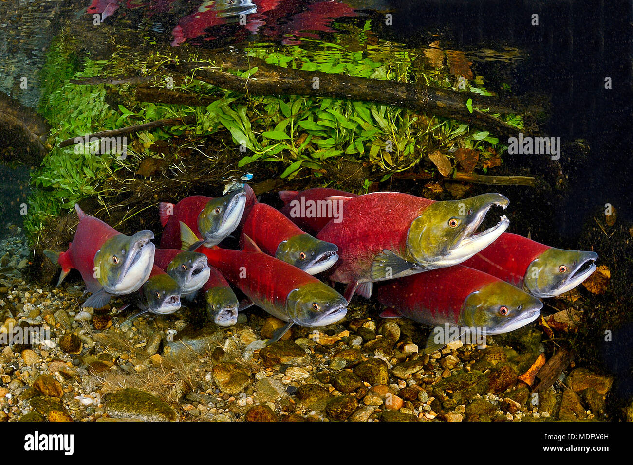 Rotlachse (Oncorhynchus nerka), Gruppe im Adams River, Roderick Haig-Brown Parco Provinciale, British Columbia, Kanada | Sockeye Salmoni (Oncorhynchus n Foto Stock