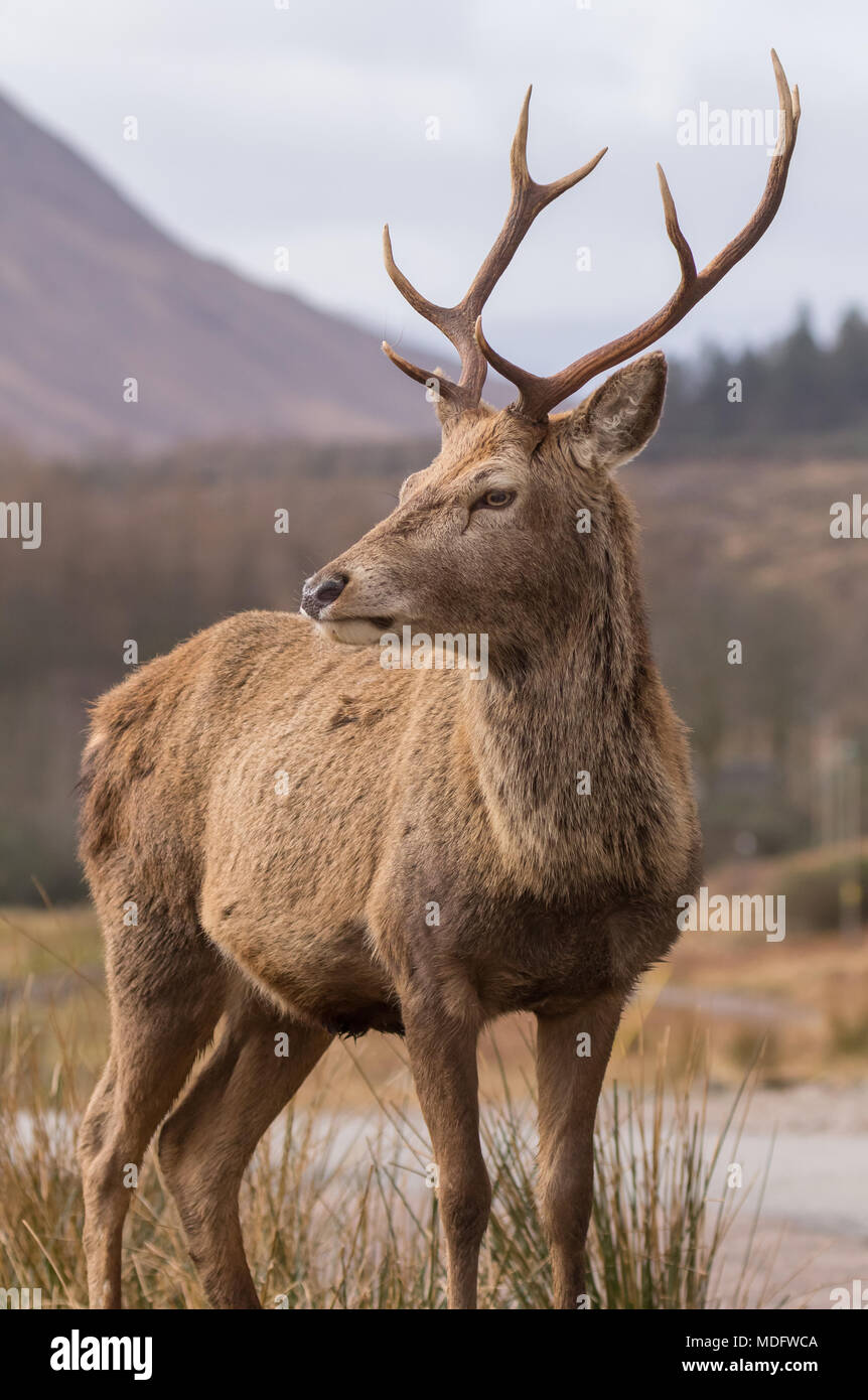Ritratto di un Glen Etive Stag, Highland, Scozia, Regno Unito Foto Stock