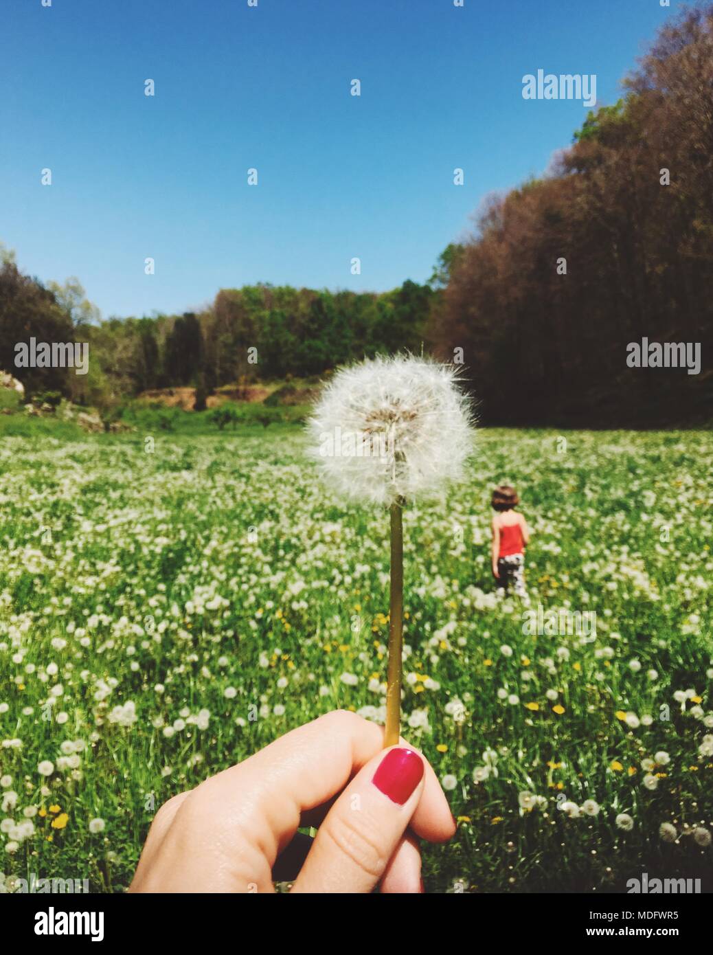 Donna che mantiene un dente di leone e sua figlia camminare nel prato Foto Stock
