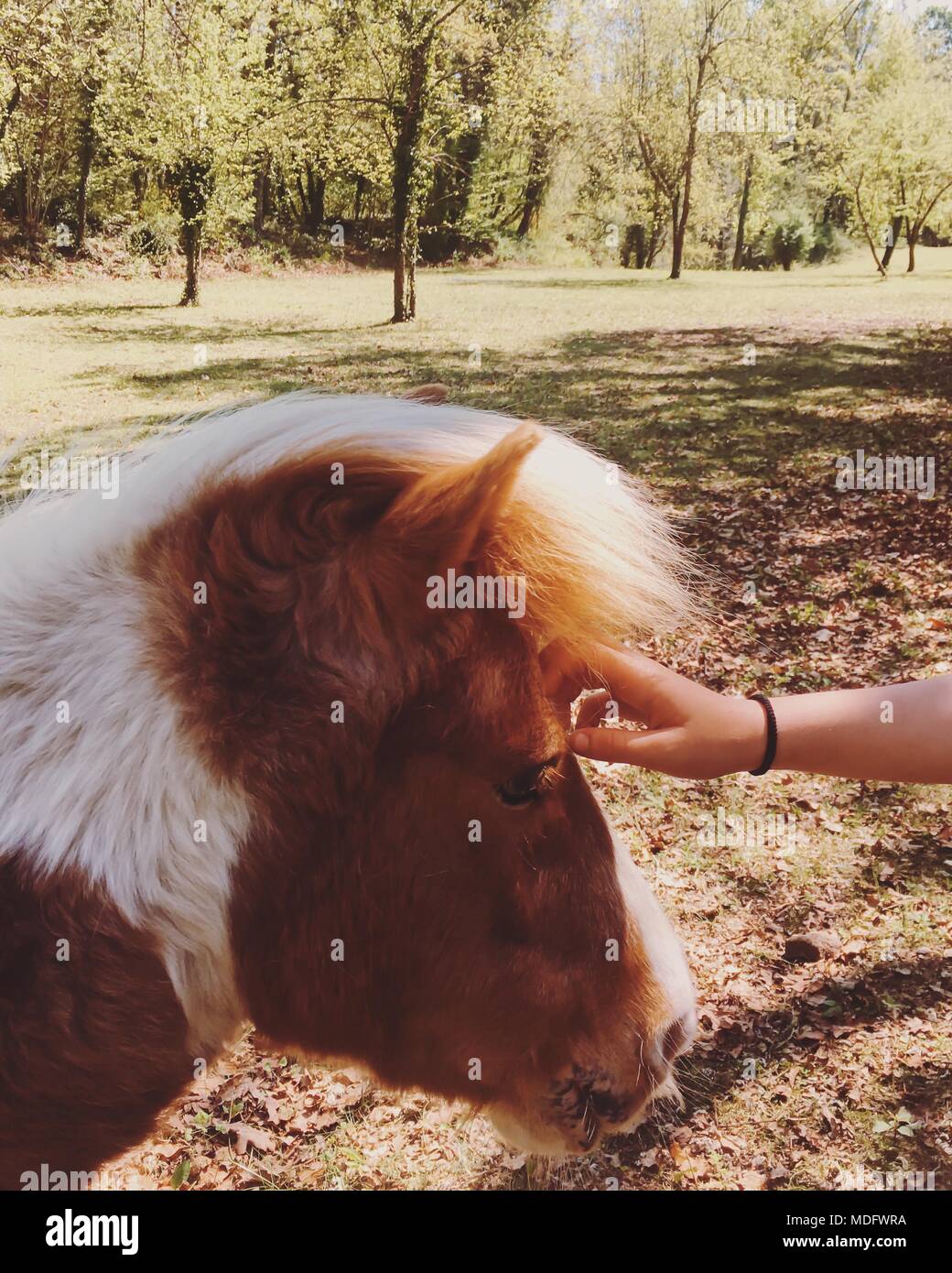Ragazzo accarezzare un cavallo Foto Stock