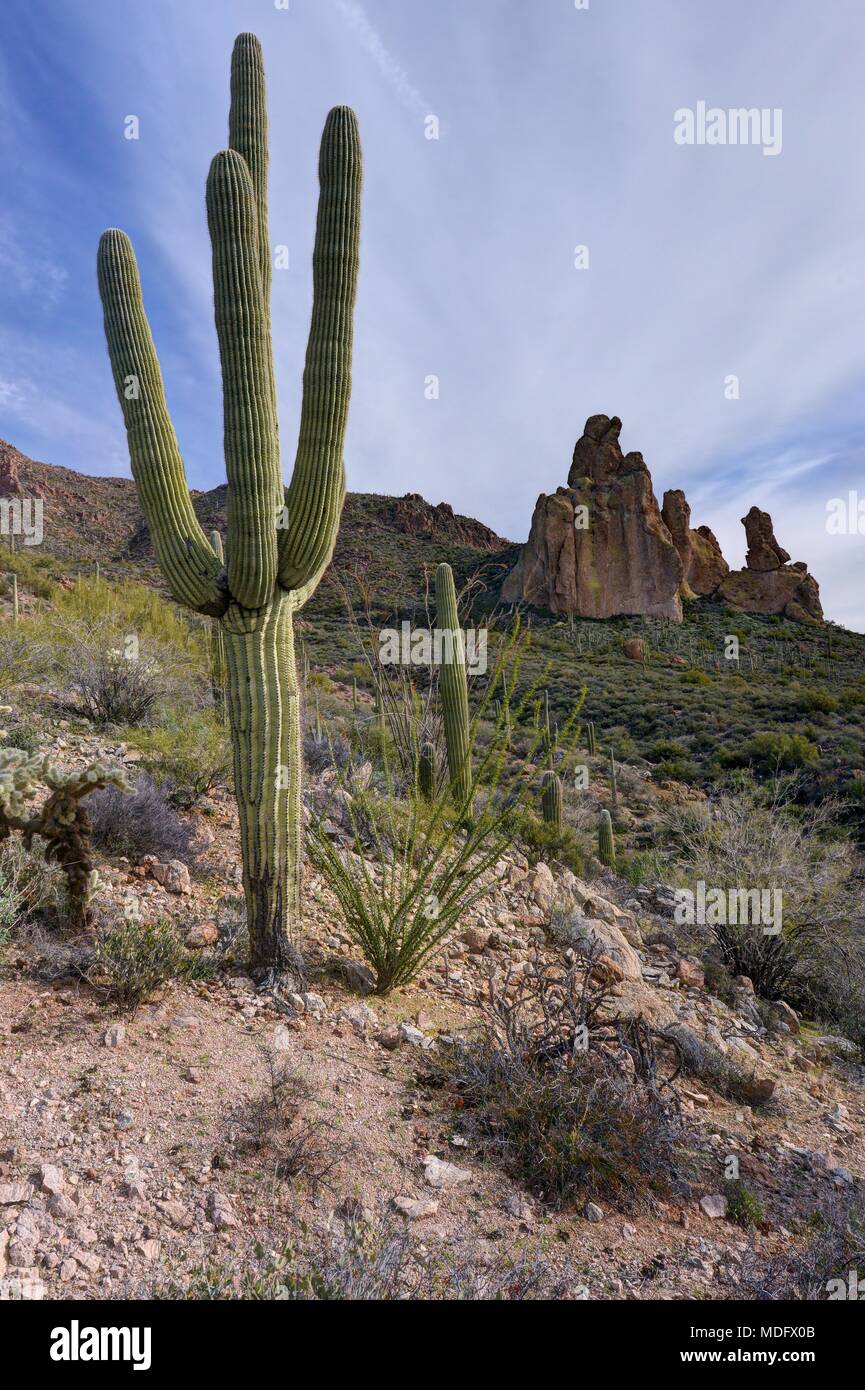 Cactus Saguaro, Dutchman Trail, Tonto National Forest, Arizona, Stati Uniti Foto Stock