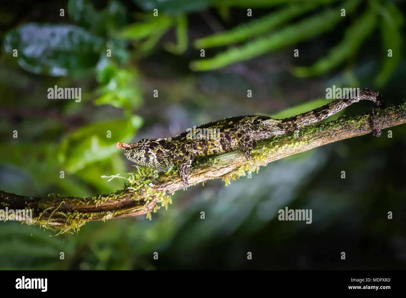 Foresta (camaleonte Calumma malthe), Ranomafana N.P, Madagascar. Foto Stock