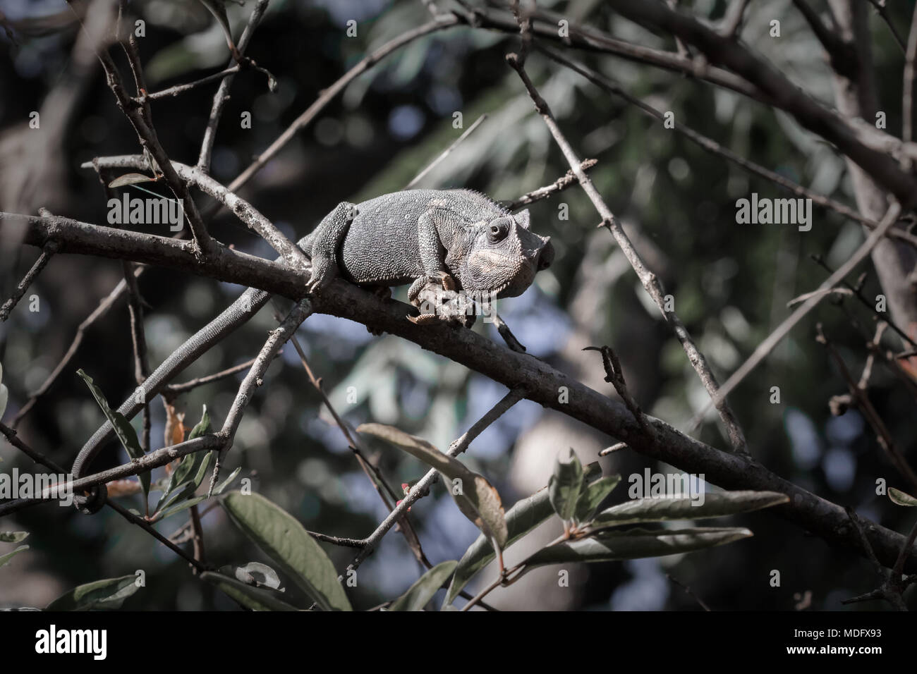 Oustalet o gigante malgascio Chameleon (Furcifer oustaleti), Madagascar. Foto Stock