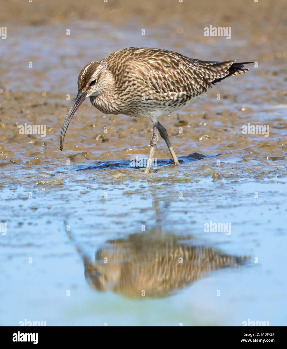 Whimbrel in Upton Warren Riserva Naturale Foto Stock