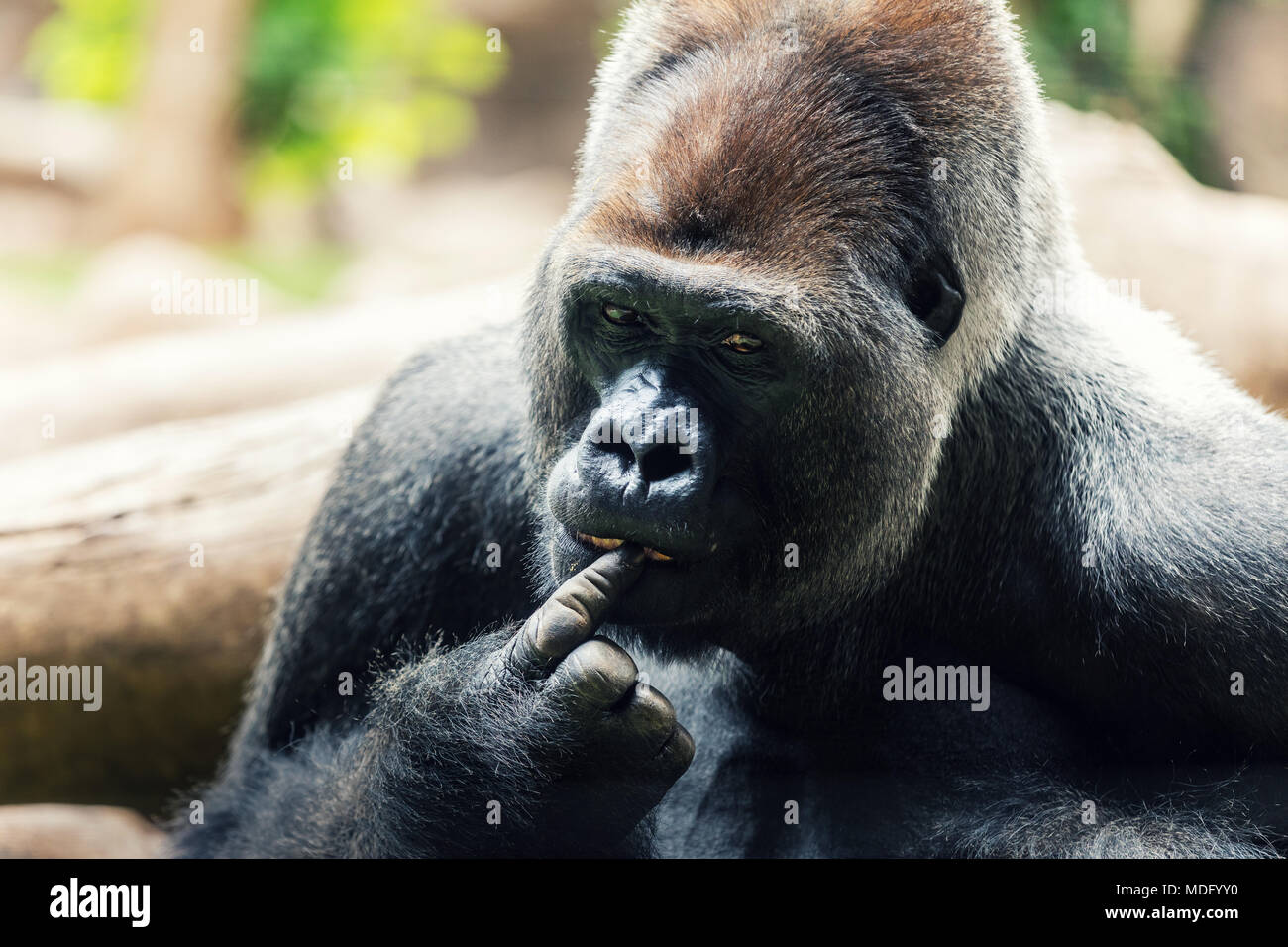 Gorilla Silverback con il dito in bocca Foto Stock