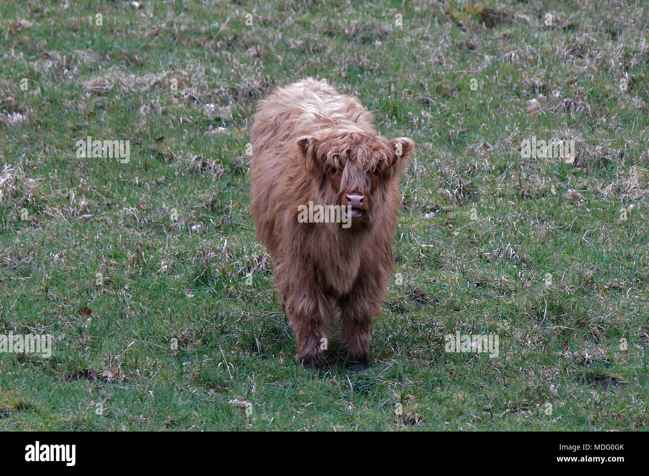 Scottish highland scozzesi bovini wee baby cow coo vitello in aperto campo verde da soli nessuno piange mooing Foto Stock