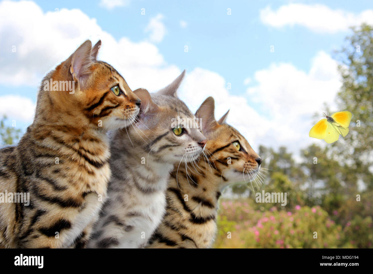 Due gatti Bengala e uno snowbengal seduto in una linea, guardando un Giallo farfalla Foto Stock