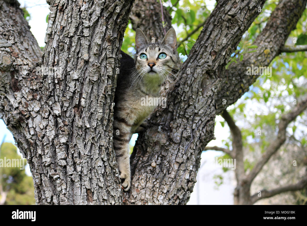 Il gatto domestico, nero tabby, arrampicata in una struttura ad albero Foto Stock