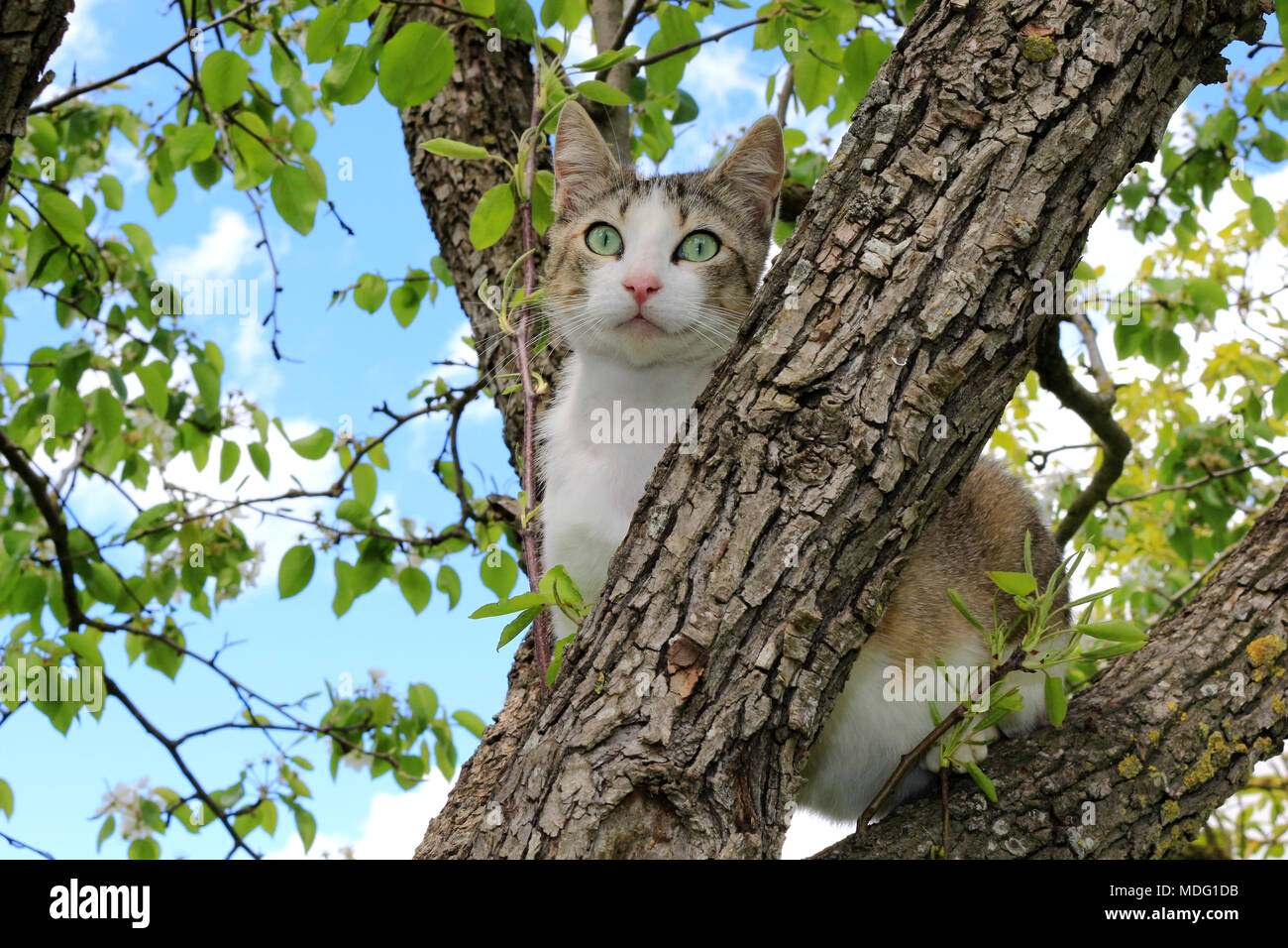 Il gatto domestico, nero tabby white, arrampicata in una struttura ad albero Foto Stock