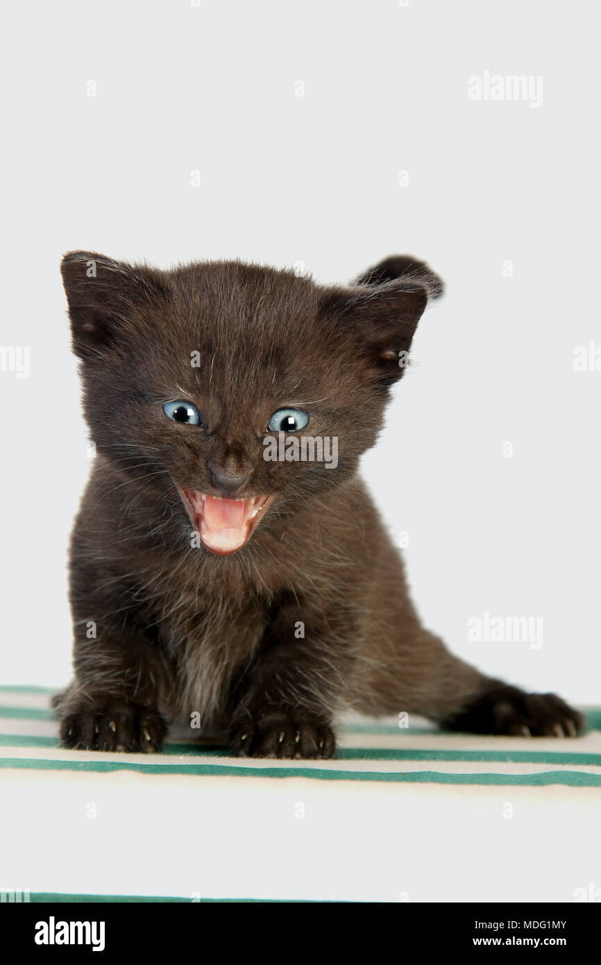 Gattino nero, 27 giorni, meowing Foto Stock