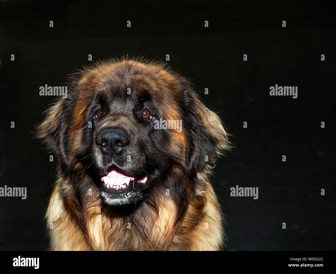 Bellissimo Pastore del Caucaso cane su sfondo nero Foto Stock