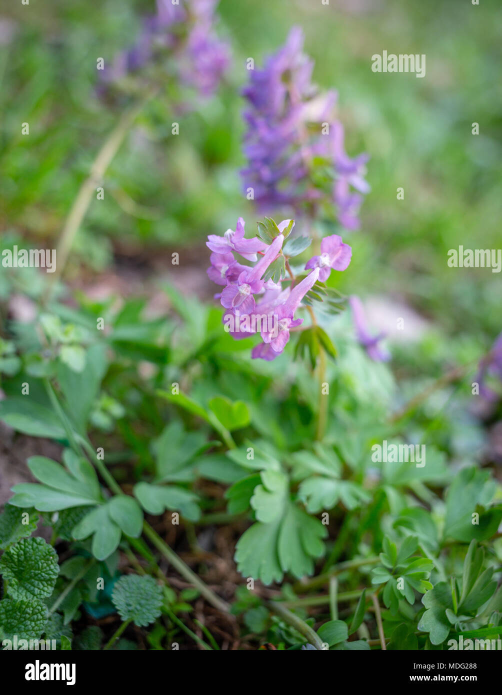 Corydalis cava, Corydalis fiore, Fumewort fiori di primavera Foto Stock