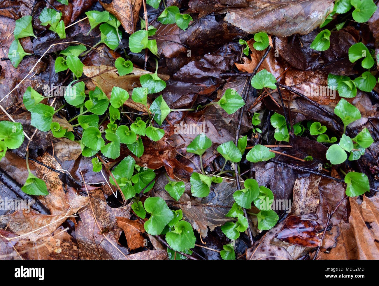 Un gruppo di comuni emergenti blue violet foglie in una foresta di primavera. Foto Stock