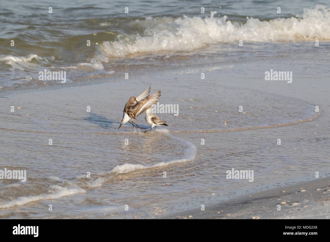 Sanderlings visualizzando il comportamento di accoppiamento. Foto Stock