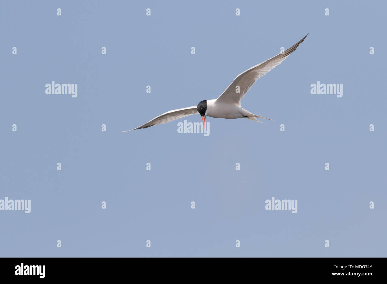 Un royal tern ricerca di prede. Foto Stock