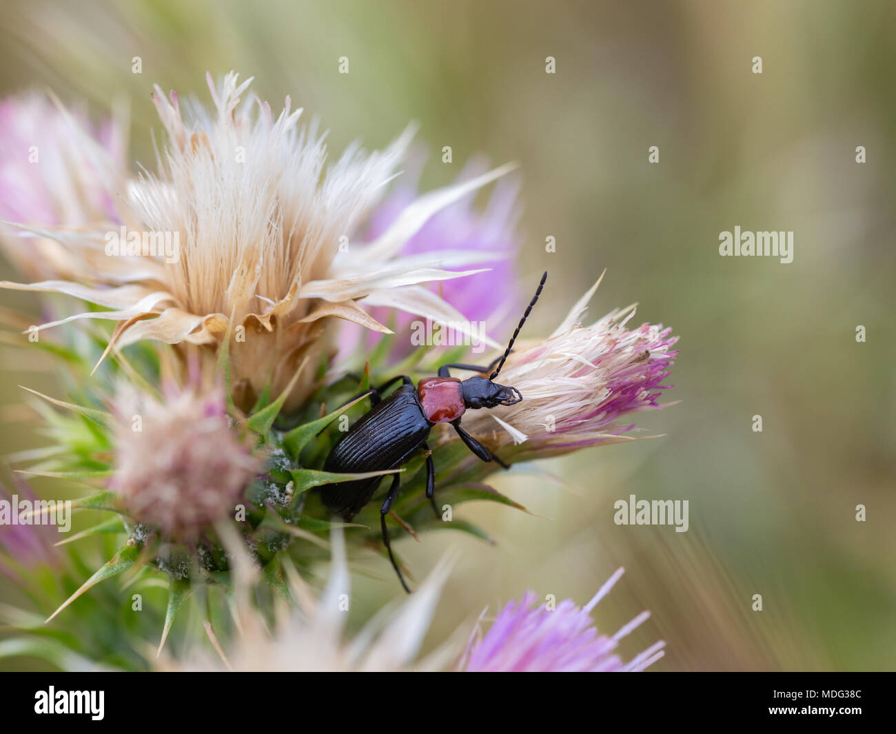 Lema melanopa. La foglia di cereali Beetle (Oulema melanopus). Foto Stock