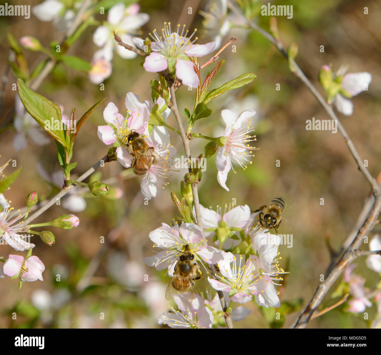 Molte le api visitano i fiori di fioritura ciliegio a Pechino Giardino Botanico, Pechino, Cina in primavera Foto Stock
