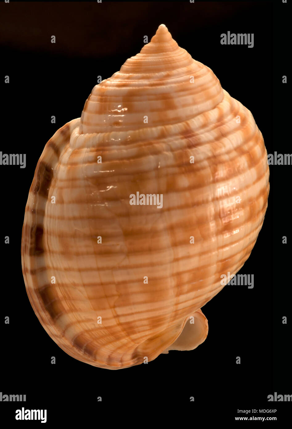 Conchiglia di Phalium granulatum (è una sottospecie di Semicassis granulata). Collezione malacologica. Spagna. Europa Foto Stock