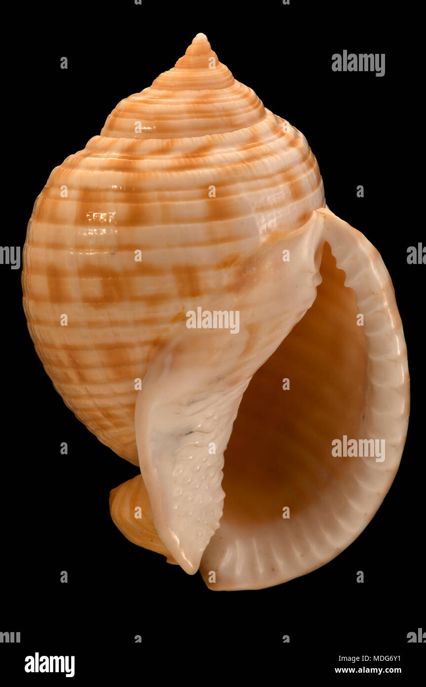 Conchiglia di Phalium granulatum (è una sottospecie di Semicassis granulata). Collezione malacologica. Spagna. Europa Foto Stock