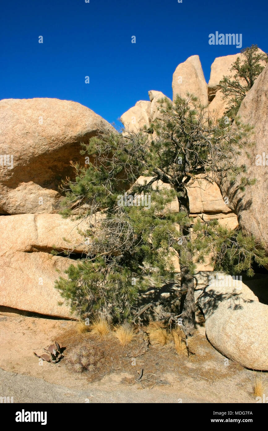 Splendida natura del Parco nazionale di Joshua Tree che è parte secca di Mojave Desert in California. Un sacco di rocce e cactus Foto Stock