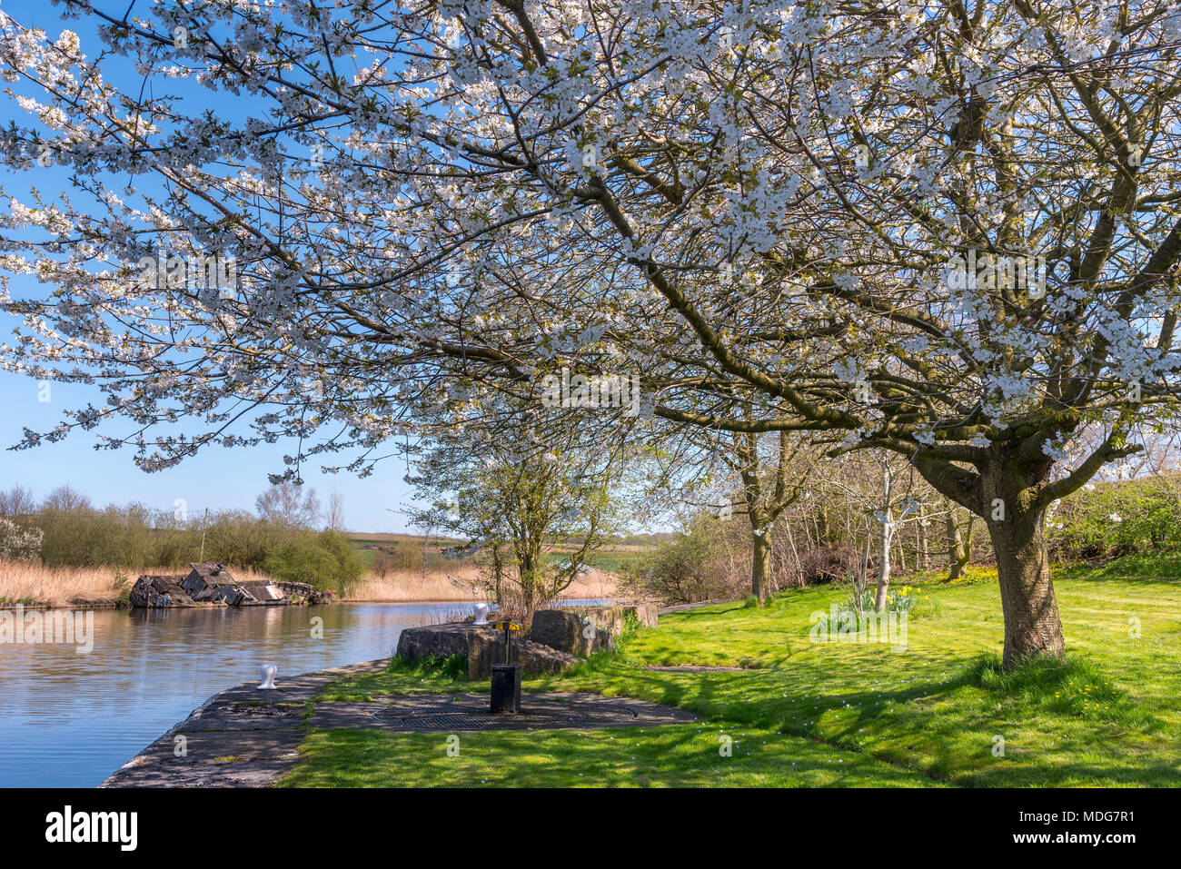 Fiume Weaver a Dutton serrature. Relitto di MV Chika vicino Dutton serrature. Cherry Blossom tree Foto Stock