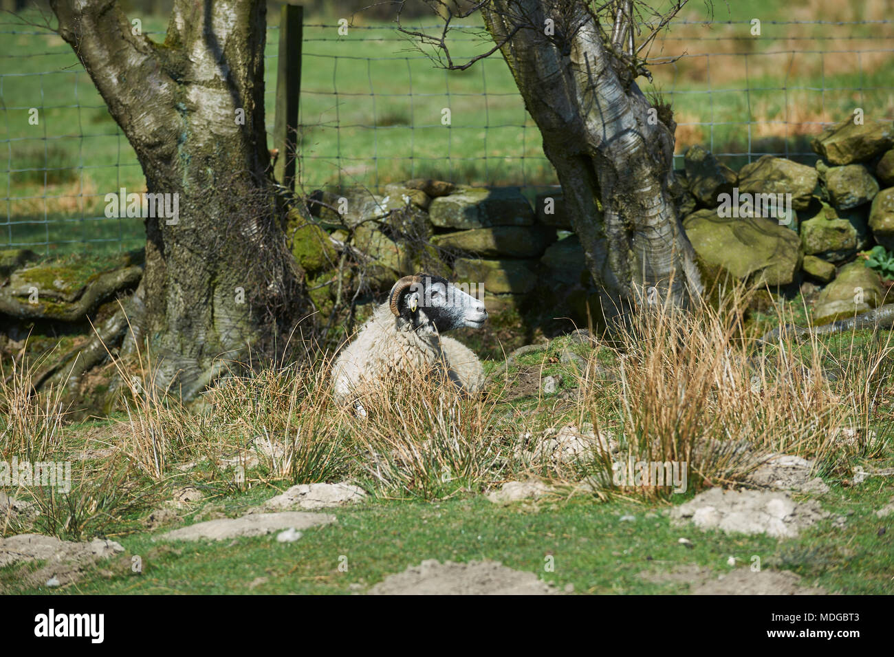 Pecore cercando di ripararsi dal mezzogiorno Sun per il giorno più caldo del 2018, North Yorkshire Moors National Park,l'Inghilterra, Regno Unito. Foto Stock