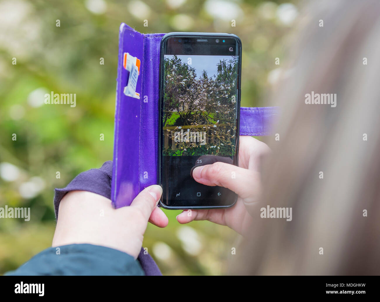 Persona prendendo fotografie di fiori e piante su uno smartphone. Scattare foto con un telefono cellulare. Foto Stock