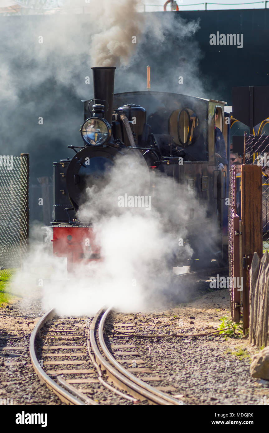 La partenza di una locomotiva a vapore in una nuvola di fumo e vapore in un  parco animale nel nord-ovest del Belgio Foto stock - Alamy