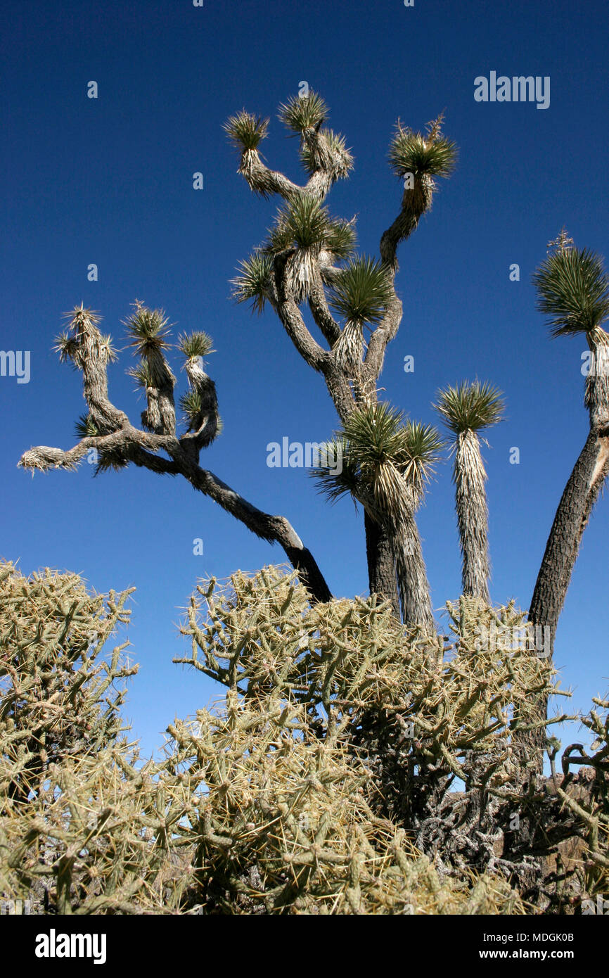 Molti rami Joshua Tree Yucca brevifolia Mojave Desert Joshua Tree National Park California Foto Stock