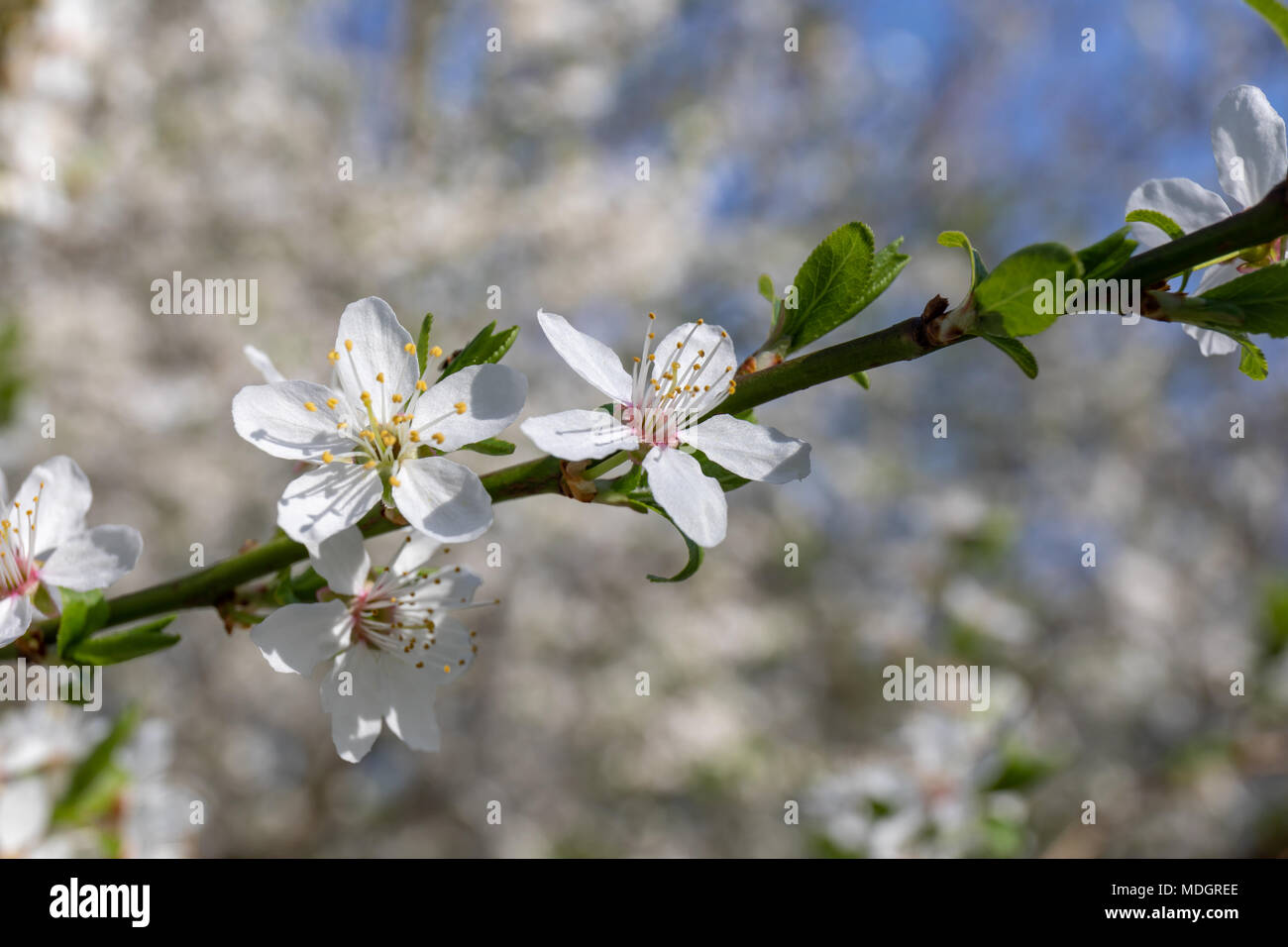 Cherry Plum tree blossoms (Prunus cerasifera) nel mese di aprile Foto Stock