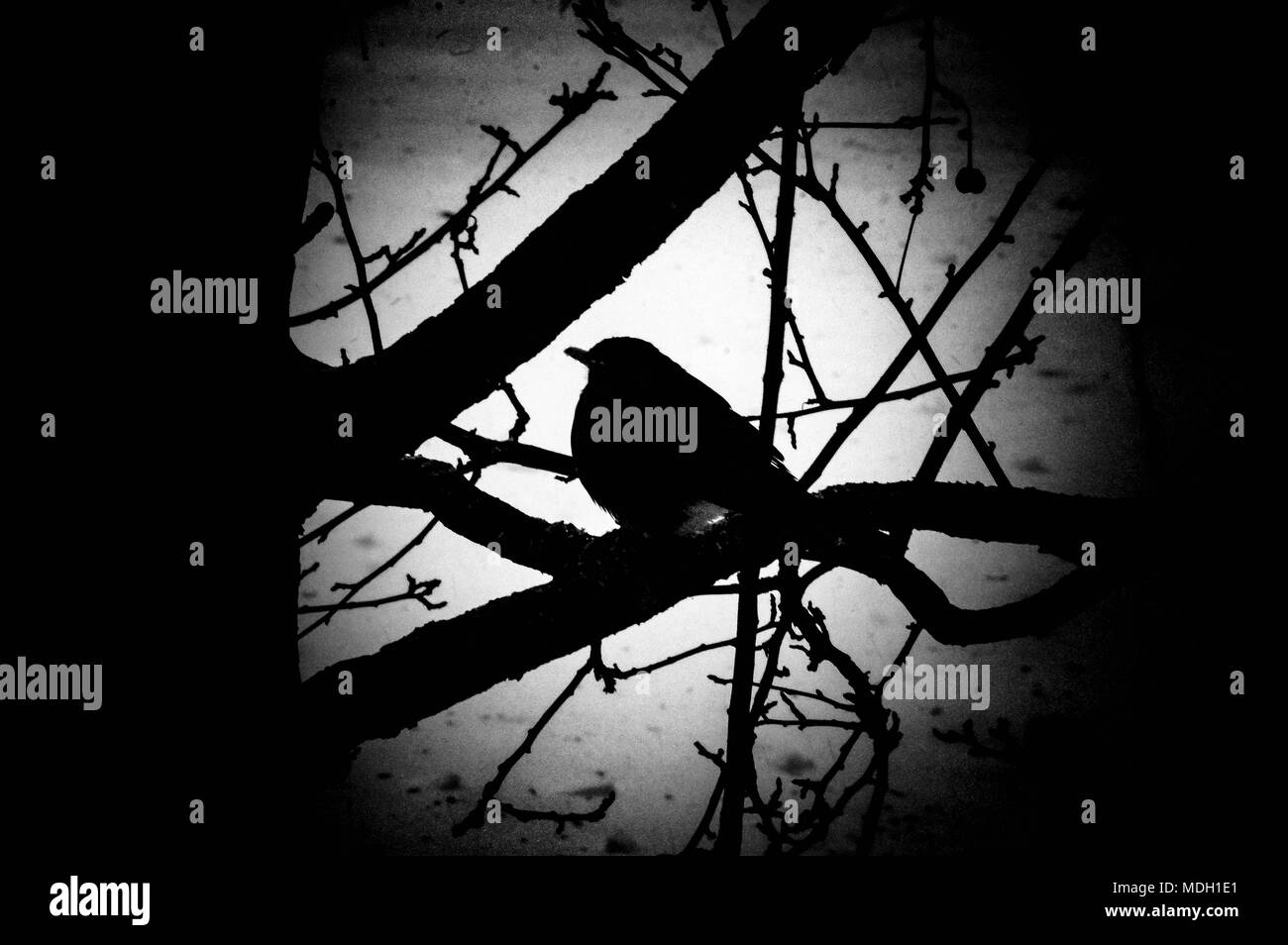 Un Robin seduto da solo dopo un mese di aprile la neve e il ghiaccio Storm nel Michigan del Nord Foto Stock