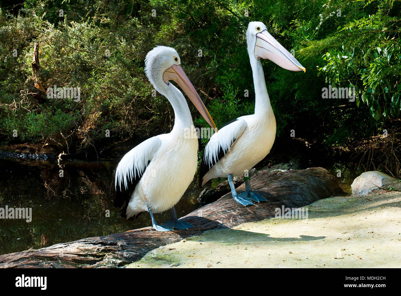 Australian pellicani (Pelecanus conspicillatus) nel lago Foto Stock
