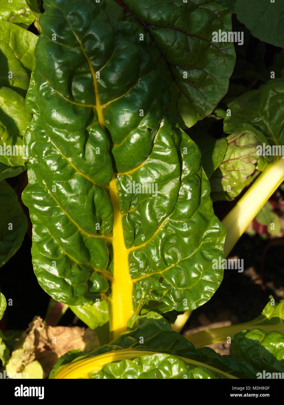 Bieta Spinaci vegetale di tipo con il rosso e il giallo stocchi Cicla Beta dalla famiglia di barbabietole Foto Stock
