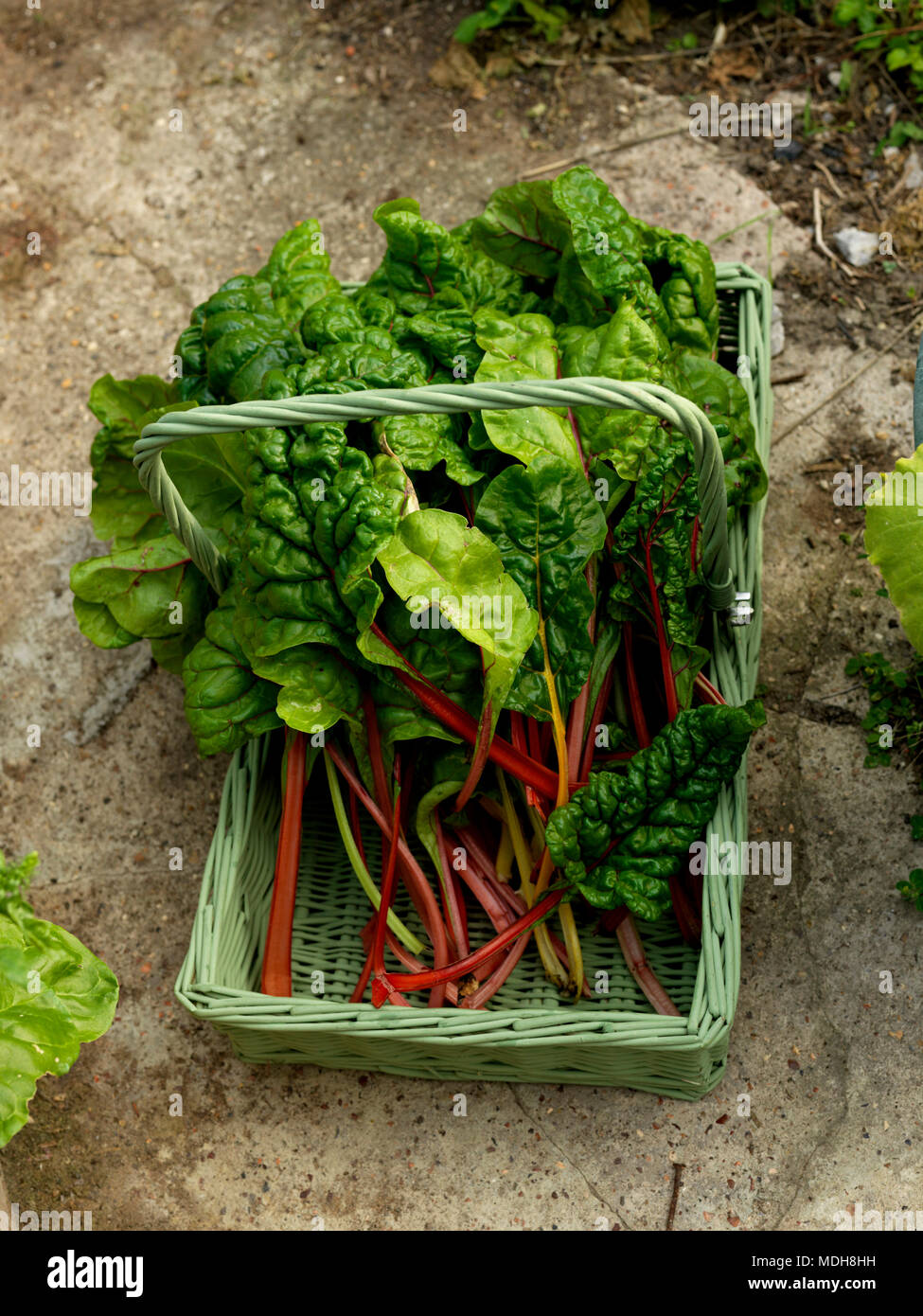 Bieta Spinaci vegetale di tipo con il rosso e il giallo stocchi Cicla Beta dalla famiglia di barbabietole in un Trug su un banco di lavoro Foto Stock
