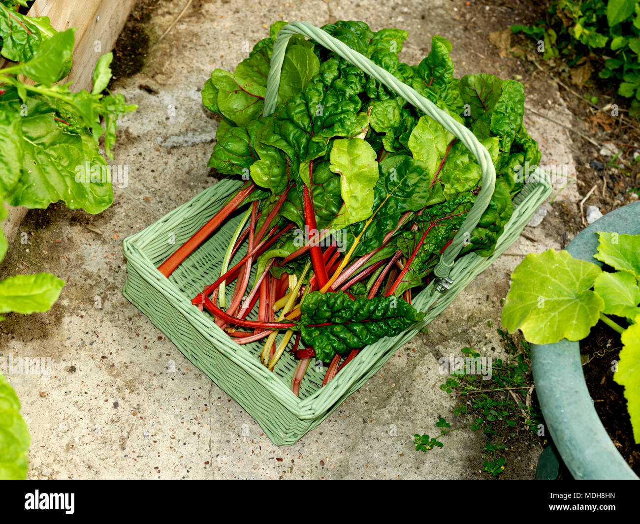 Bieta Spinaci vegetale di tipo con il rosso e il giallo stocchi Cicla Beta dalla famiglia di barbabietole in un Trug su un banco di lavoro Foto Stock