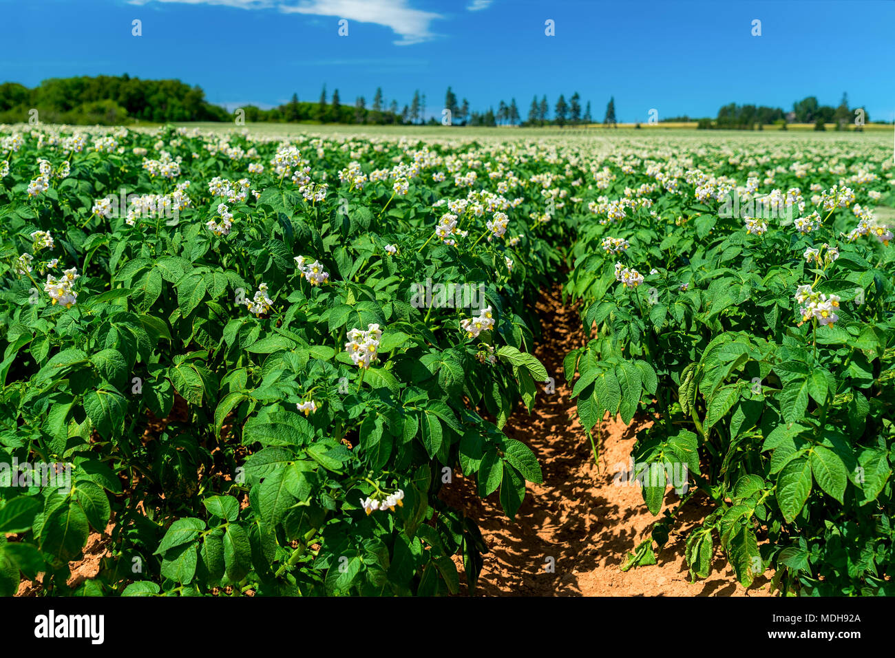 I campi agricoli con la fioritura delle piante di patata nelle zone rurali di Prince Edward Island, Canada. Foto Stock