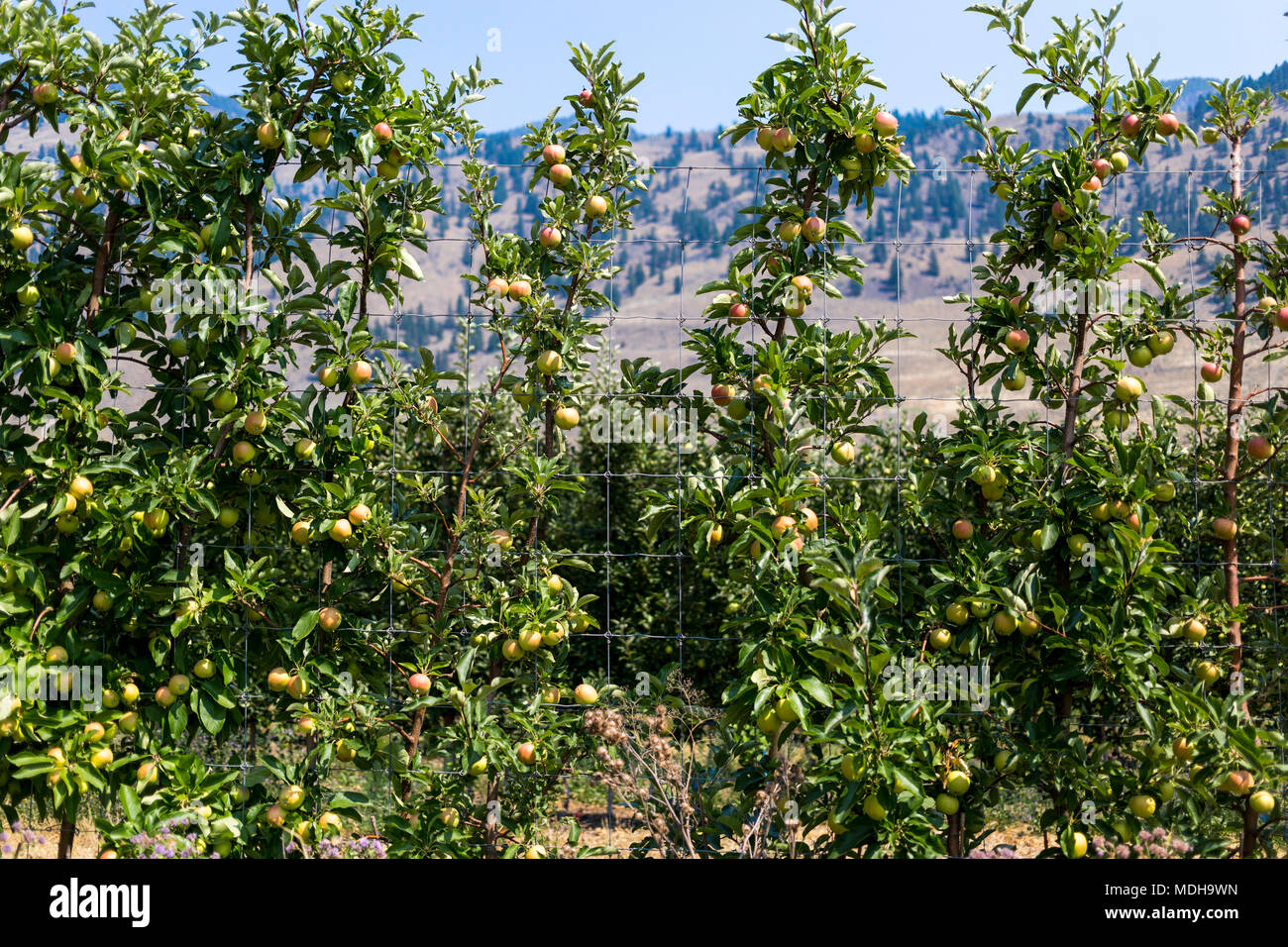 Alberi di mele Keremeos frutteto; Keremeos, British Columbia, Canada Foto Stock