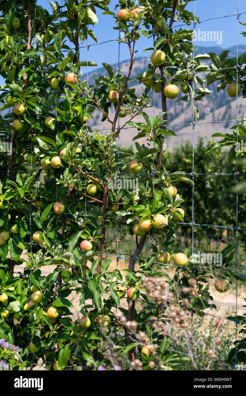 Alberi di mele Keremeos frutteto; Keremeos, British Columbia, Canada Foto Stock