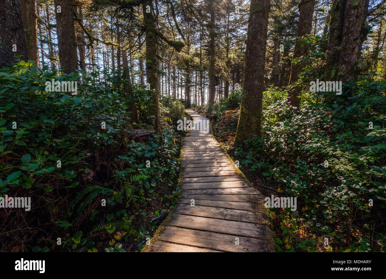 Passerella in legno trail a Long Beach, Pacific Rim National Park, sulla costa occidentale dell'isola di Vancouver, British Columbia, Canada Foto Stock