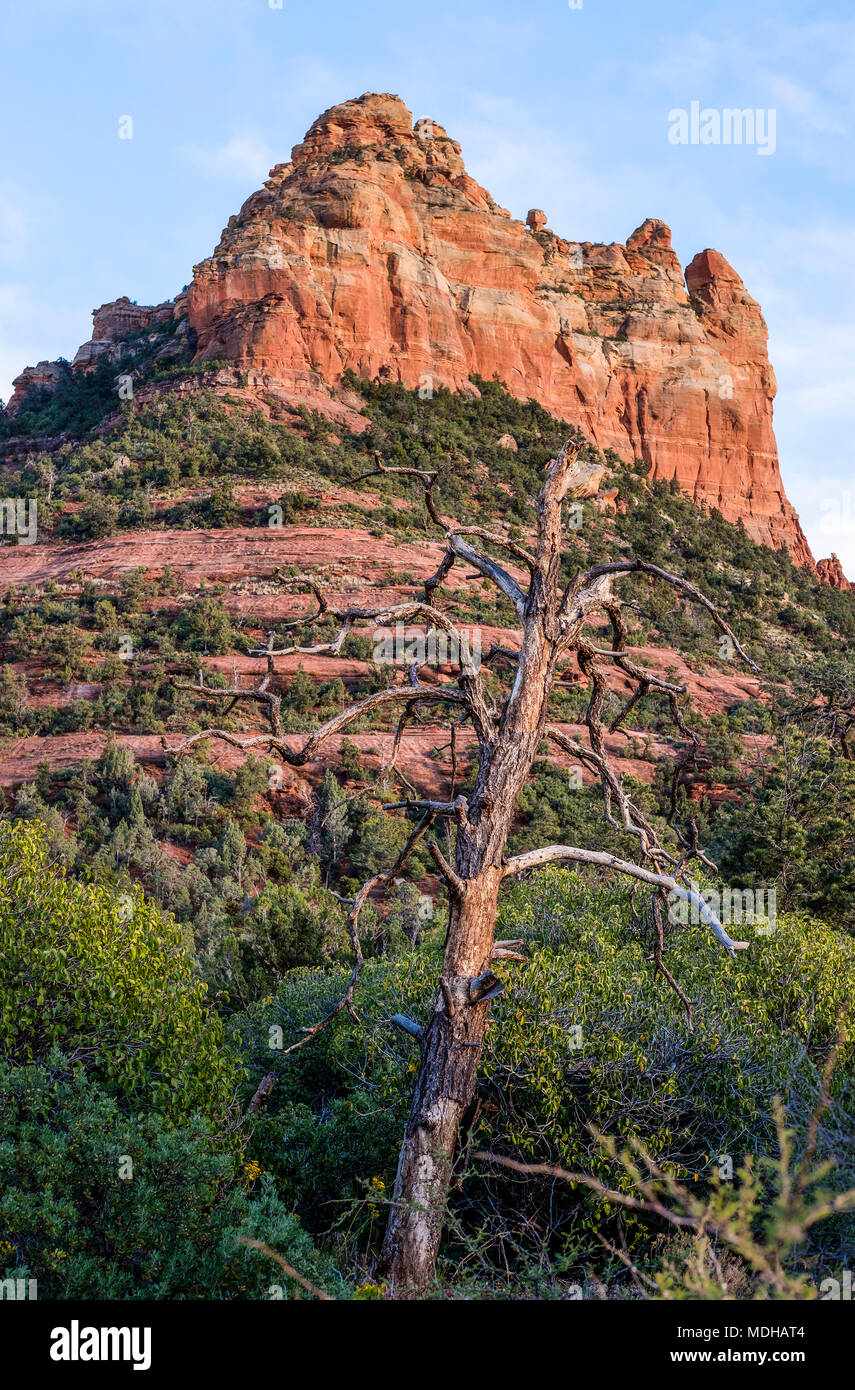 Robusto roccia arenaria di formazione con un albero sfrondato in primo piano; Sedona, in Arizona, Stati Uniti d'America Foto Stock
