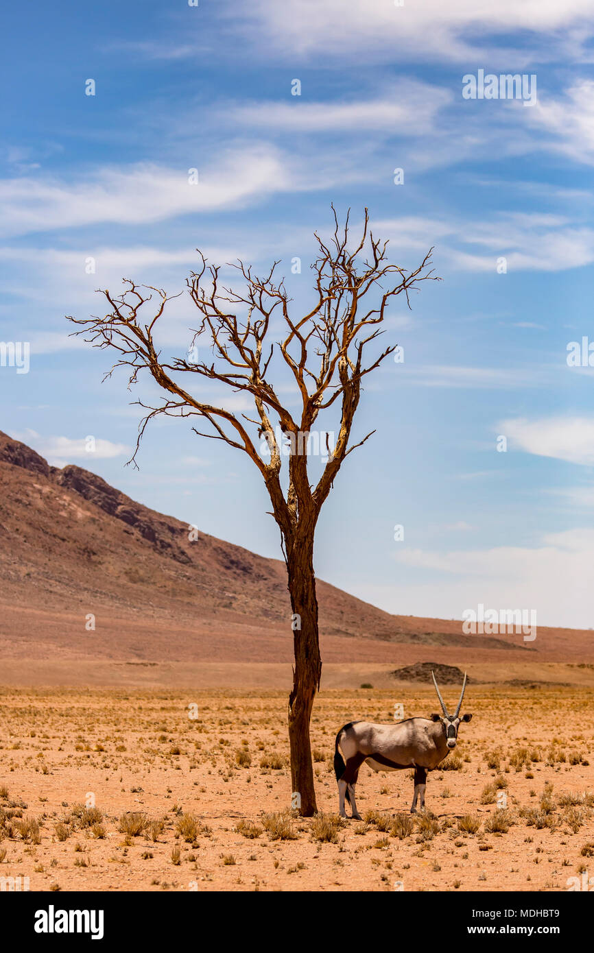 Un antilope sorge sotto un albero nel deserto; Sossusvlei, Regione di Hardap, Namibia Foto Stock