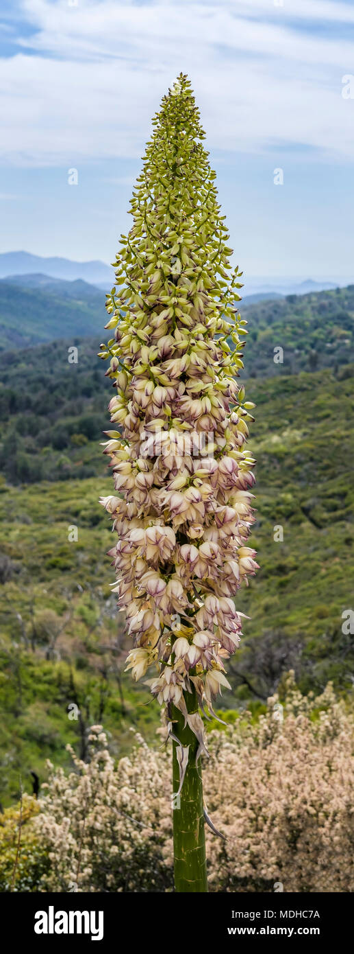 Yucca in piena fioritura a William Heise Parcheggio contea; Julian, California, Stati Uniti d'America Foto Stock