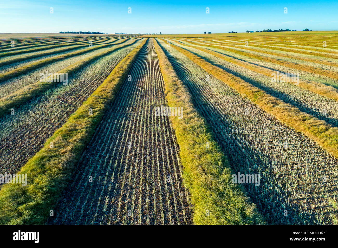 Tagliare il raccolto di canola linee con cielo blu; Blackie, Alberta, Canada Foto Stock
