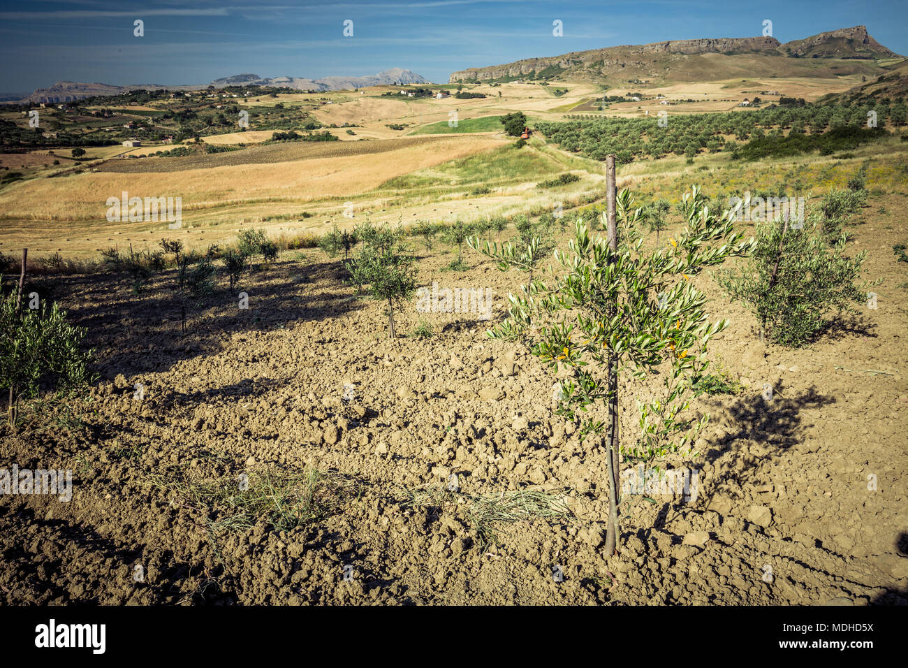 I giovani ulivi. Agricoltura Foto Stock