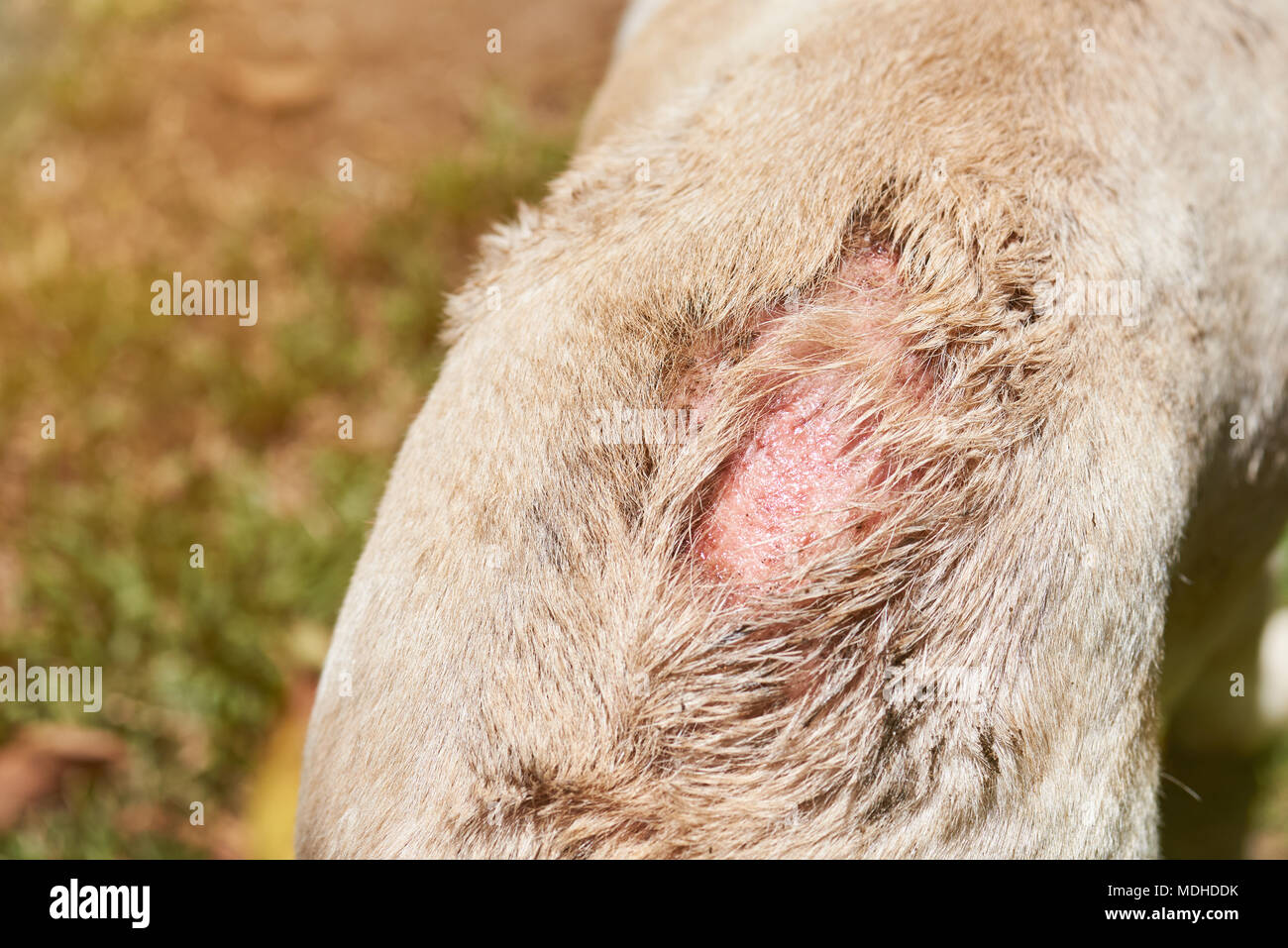 Pelle danneggiata sul cane cllose back-up visualizza. Graffiato la pelle del cane Foto Stock