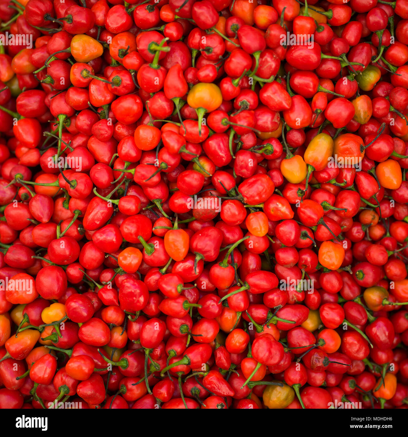 Abbondanza di fresco peperoncino rosso; Darjeeling, West Bengal, India Foto Stock